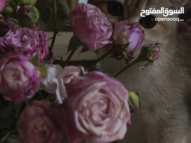 فيلا للاجار بوعطني