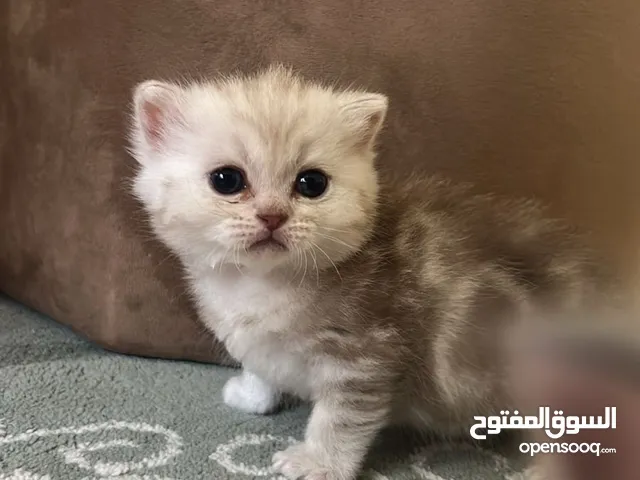 كتين بريتش ماربل شورت هير