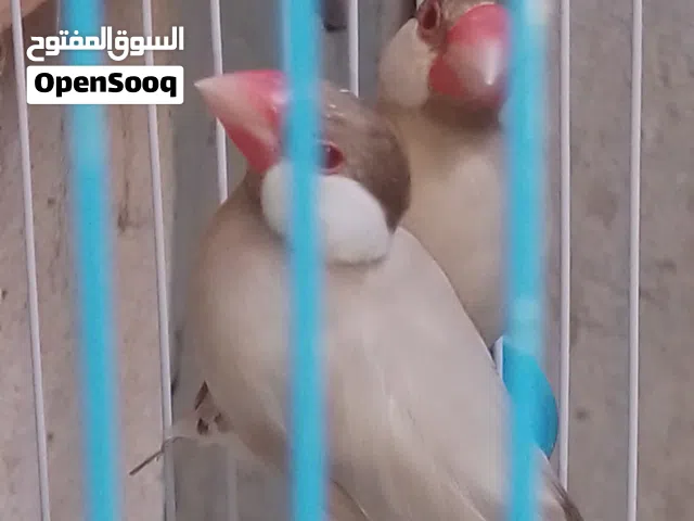 جاوه عسلي  عراقيات