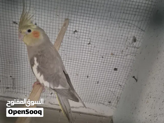 cocktails pair for sale