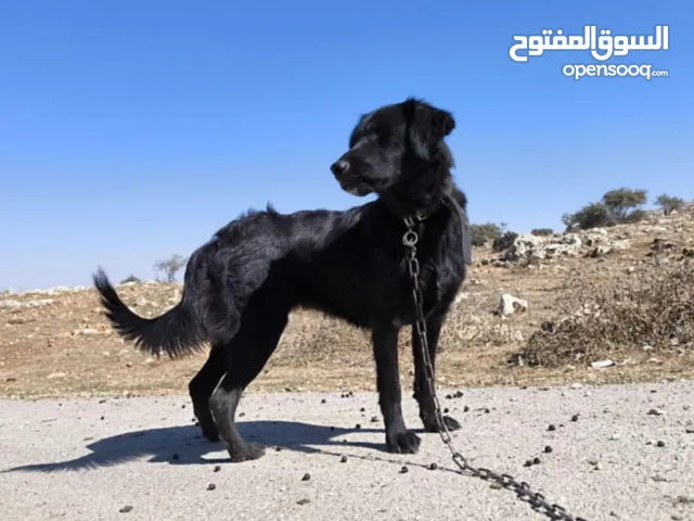 لابرادور Labrador Retriever