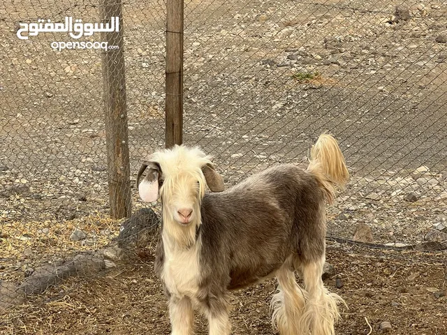 للبيع جدي من حلال الرحوب بدون تهجين