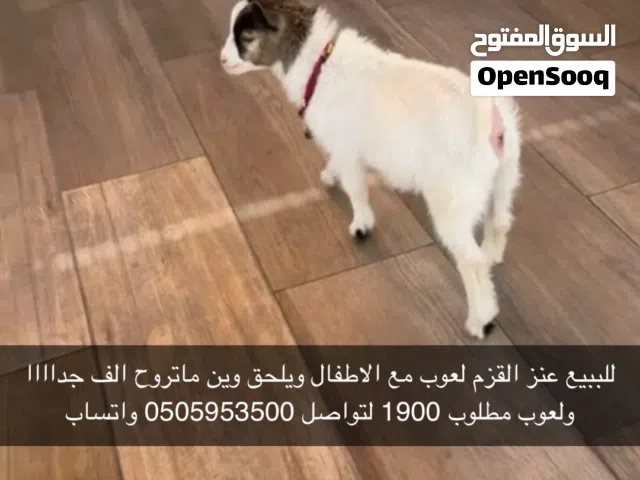 للبيع ماعز القزم اليف ولعوب