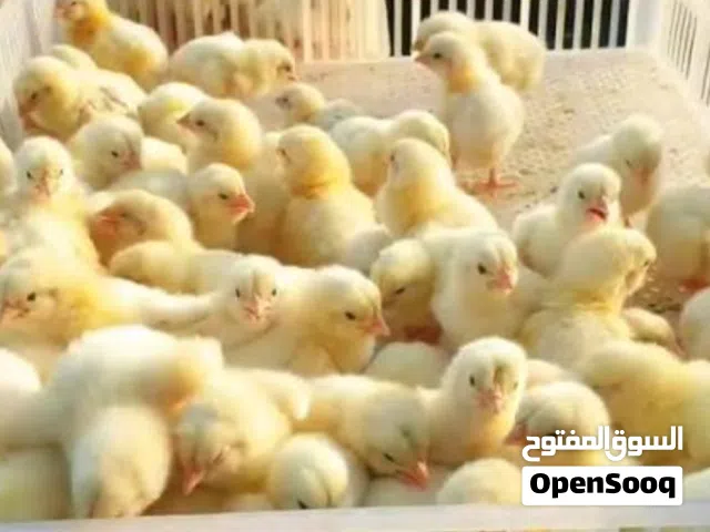 صيصان لاحم عمر 5ايام