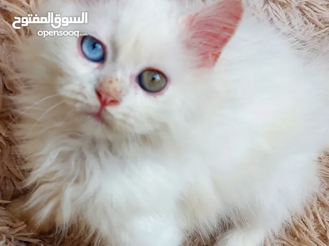 متوفر قط شيرازي فارسي كل عين لون شهرين ونص