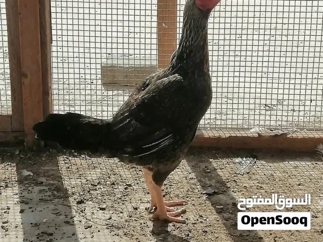 ديك ميتا ودجاجه باكستاني مطلوب200وقابل للتفاوض