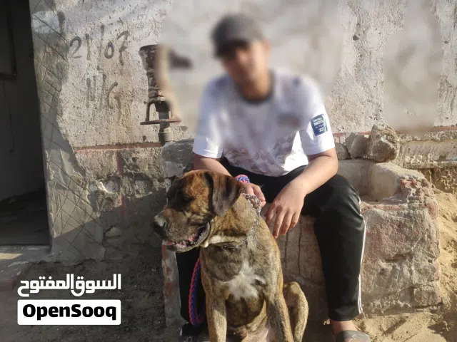 كلب بيتبول للبيع