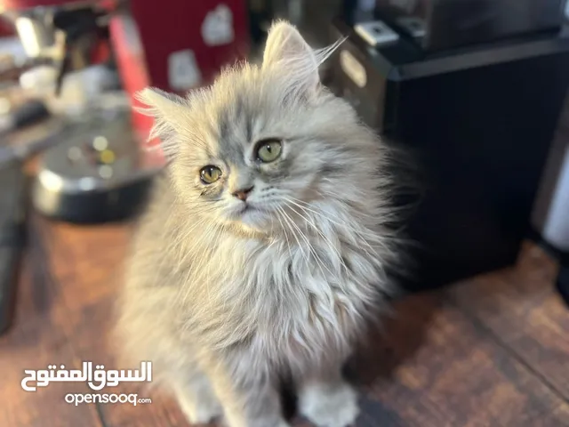 قط عمر شهرين ونص للبيع