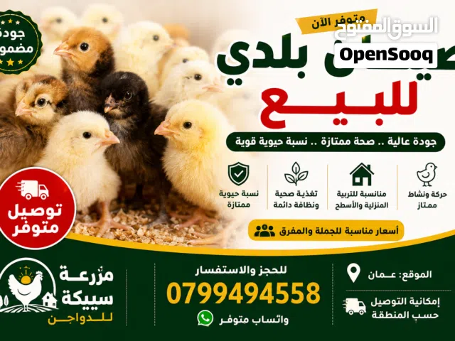 صيصان بلدي قوية ونشيطة للبيع