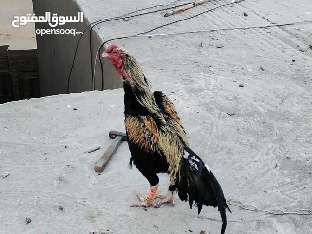 ديك هندى عمر سنه ونص