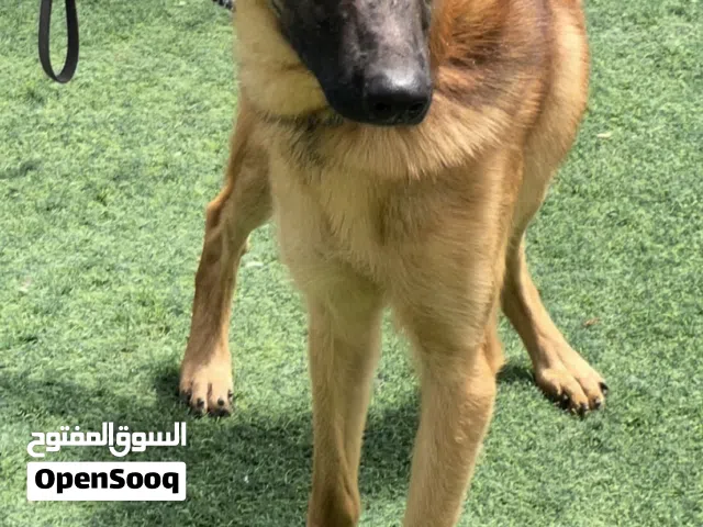 مالتيبوو عمره شهرين + مالينوا ذكر  +بوكسر+ +تشاو تشاو  Boxer Abai Chow Chow Maltese