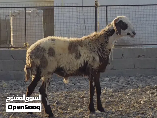 كبش تهجين نعيمي كبش راهي