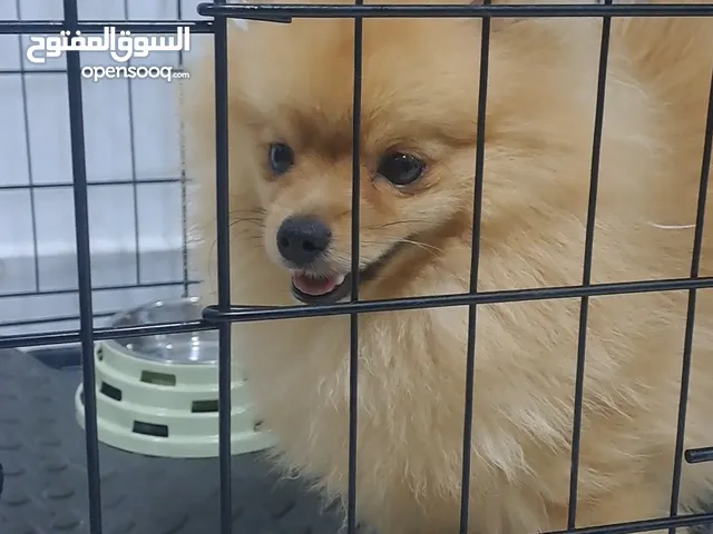 كلب بوميرنيان ذكر