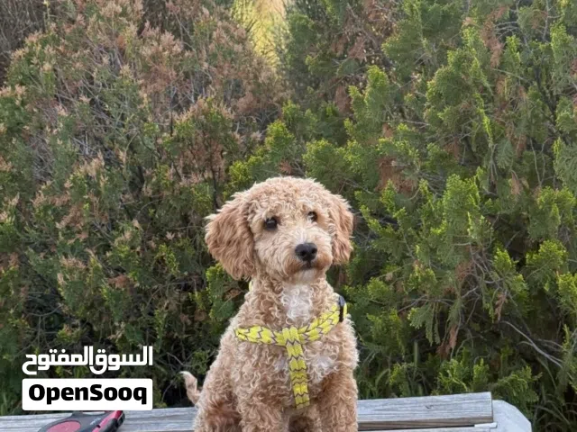 7-Month-Old Male Toy Poodle