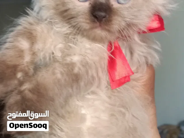 بيع قط هملايا شوكليت بلو