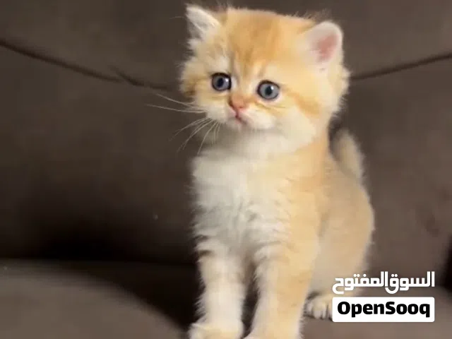 قطه سكوتش فود للبيع ب50 ريال