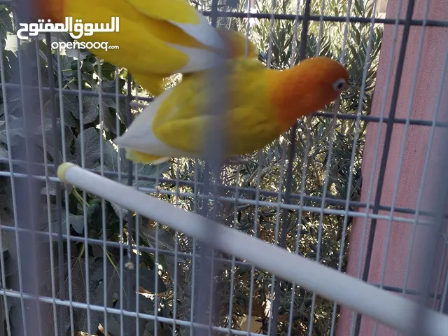 جوزين فيشر و روز الأسعار في الأسفل