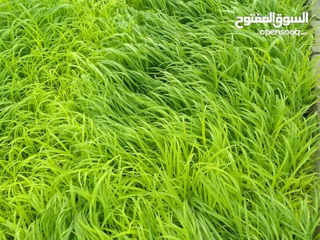 شتلات البونيكام الناعم اسباني F1 ، علف للمواشي و الدواجن