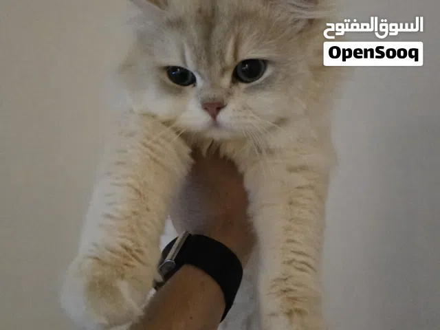 قط بريطاني طويل الشعر أصيل