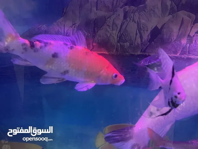 I want to sale 2 koi scrap big white one 15 inch and another one 11 inch I want to sale 15 kd 2 fish