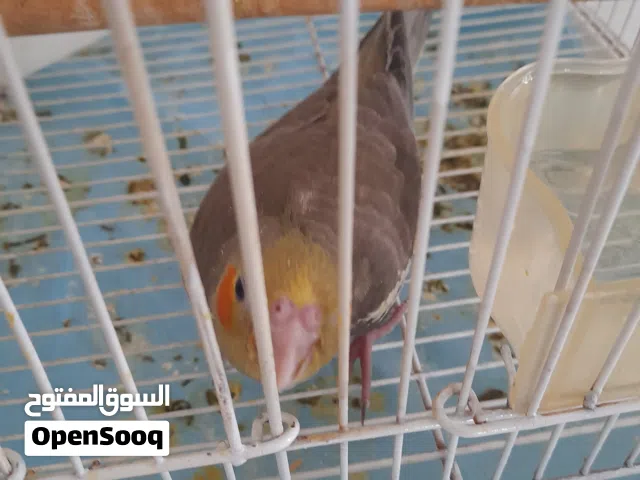 طائر الكوكتيل الجنس أنثى