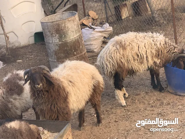 خراف بلدي اضاحي للبيع تربية منازل