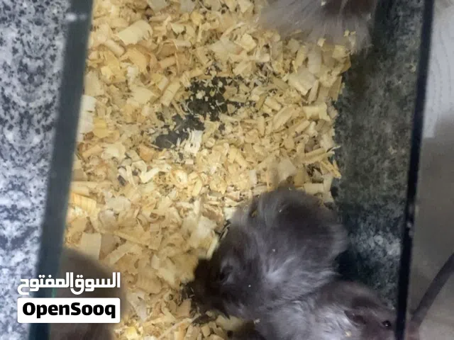 هامستر عدد 10