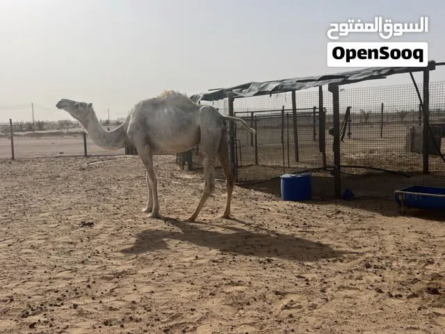 ناجه مدني البيع700