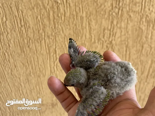 فرخ لفبيرد روز من انتاجي