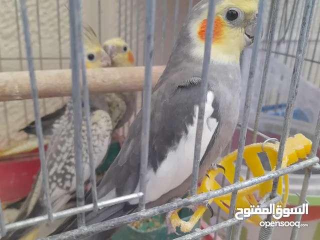 متوفر طيور كوكتيل صحة و نظافة