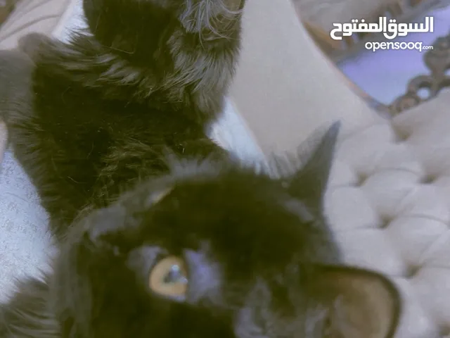 قطط2شيرازي