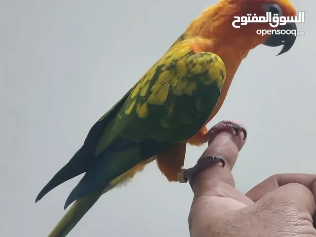 Sun conure red factor hand tamed