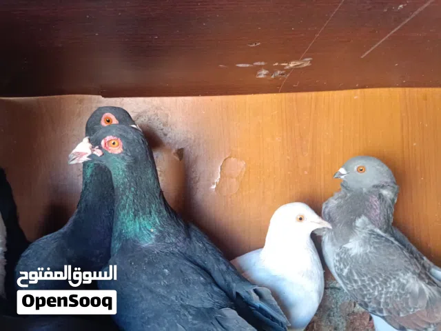 17جوز حمام-اكثر من نوع-صحة ممتازة