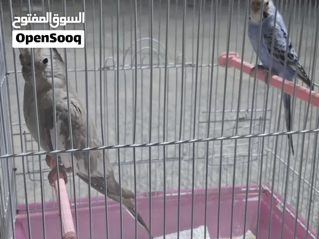 نتايه كوكتيل حجم جانبو ربي يبارك وبقلينو مدحيه قبل