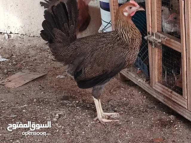 دجاج للبيع