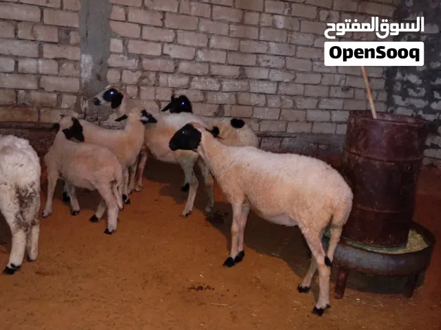 السلام عليكم ورحمه الله وبركاته