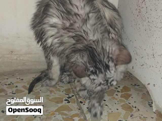 للتبني بزازين لكيتهن بالشارع صارلهن يومين مبينات مال بيت مو مال شارع وبس يكتلون بيهن الجهال( للتبني)