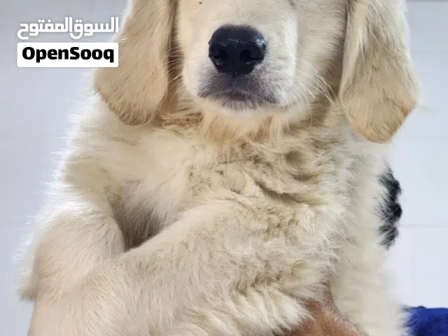 Golden Retriever Puppies – Pure Breed  Strong bone structure heavy body only one male available