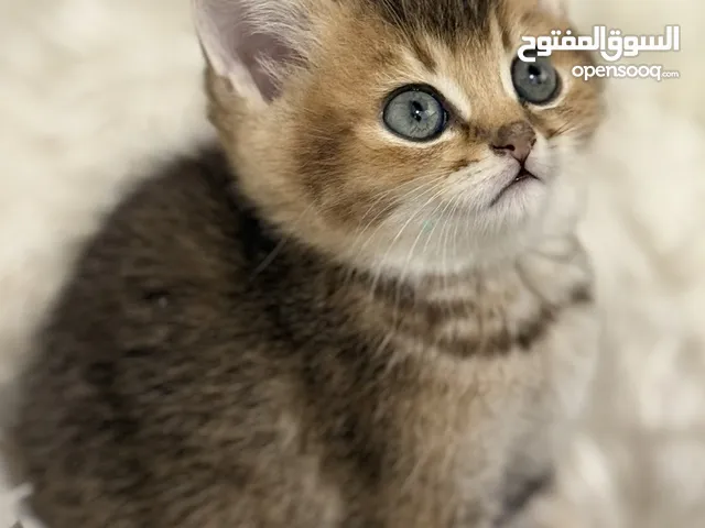 قطط للبيع مو للتبني الاعمار شهر ونص الى 4 اشهر