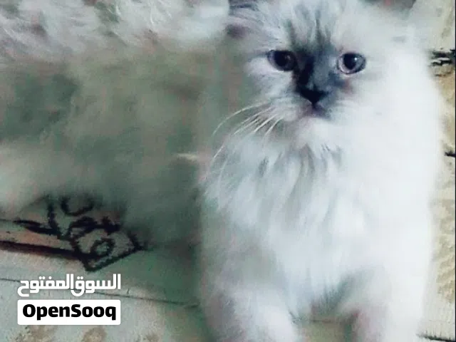 قط هملايا لعوب