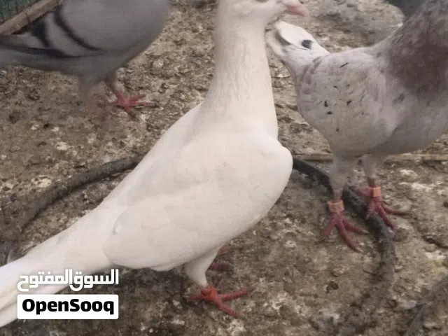 زواجل. داية