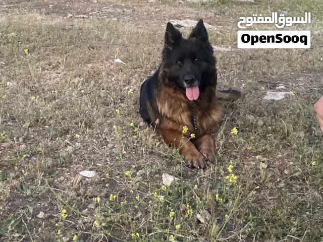مستوى عالي
