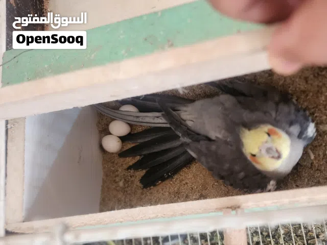 كوكتيل وحشي زوج بياضات شرط