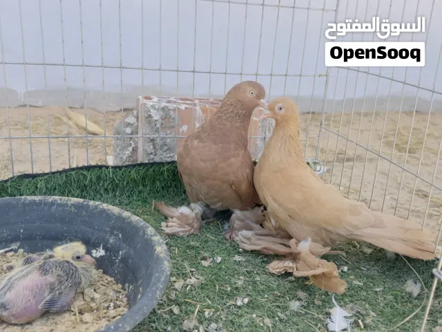كوبيه قريب دخي متاحه