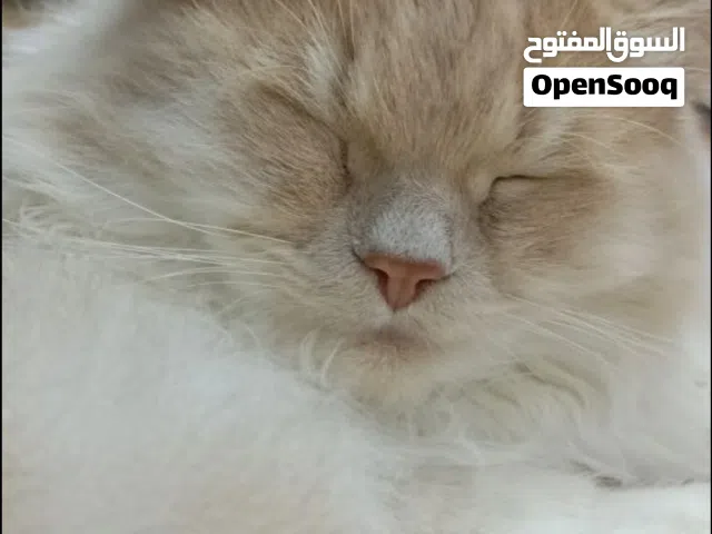 قط شيرازي عمرة سنة وربع