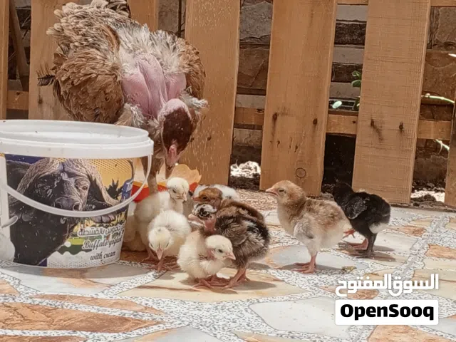 دجاجه مع افراخه