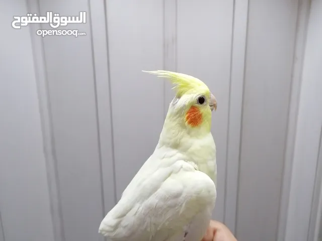 ثلاث فراخ كوكتيل فرخين اصفر وفرح حبشي اليفاااات