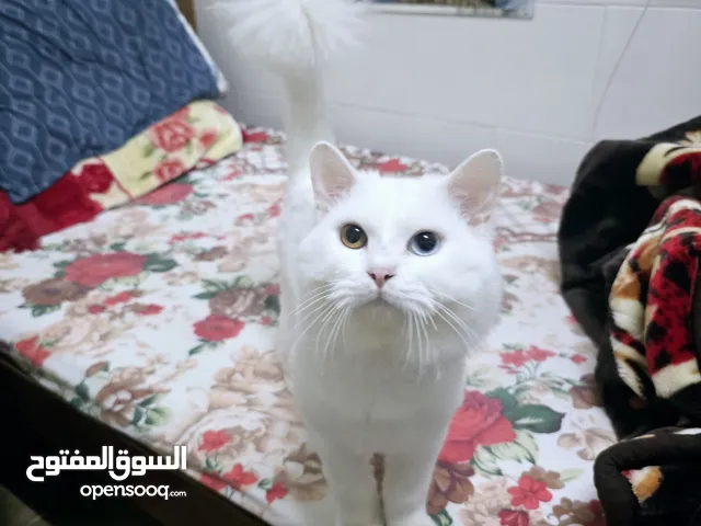 cat and kitten total free adoption