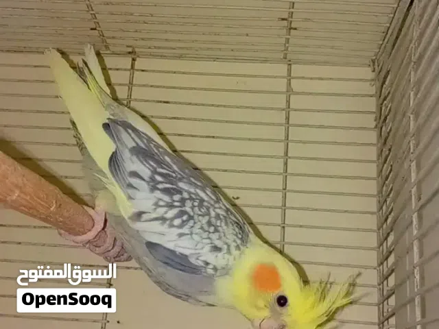 جوز كروان باصوات جميلة للبيع بالخبر