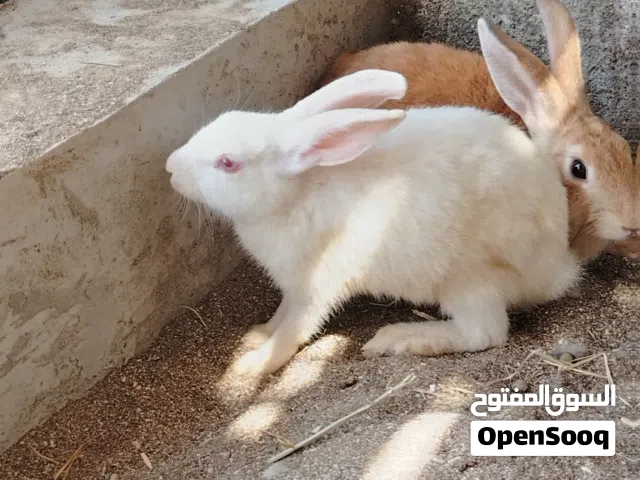 للبيع أرانب ذكور تهجين 4